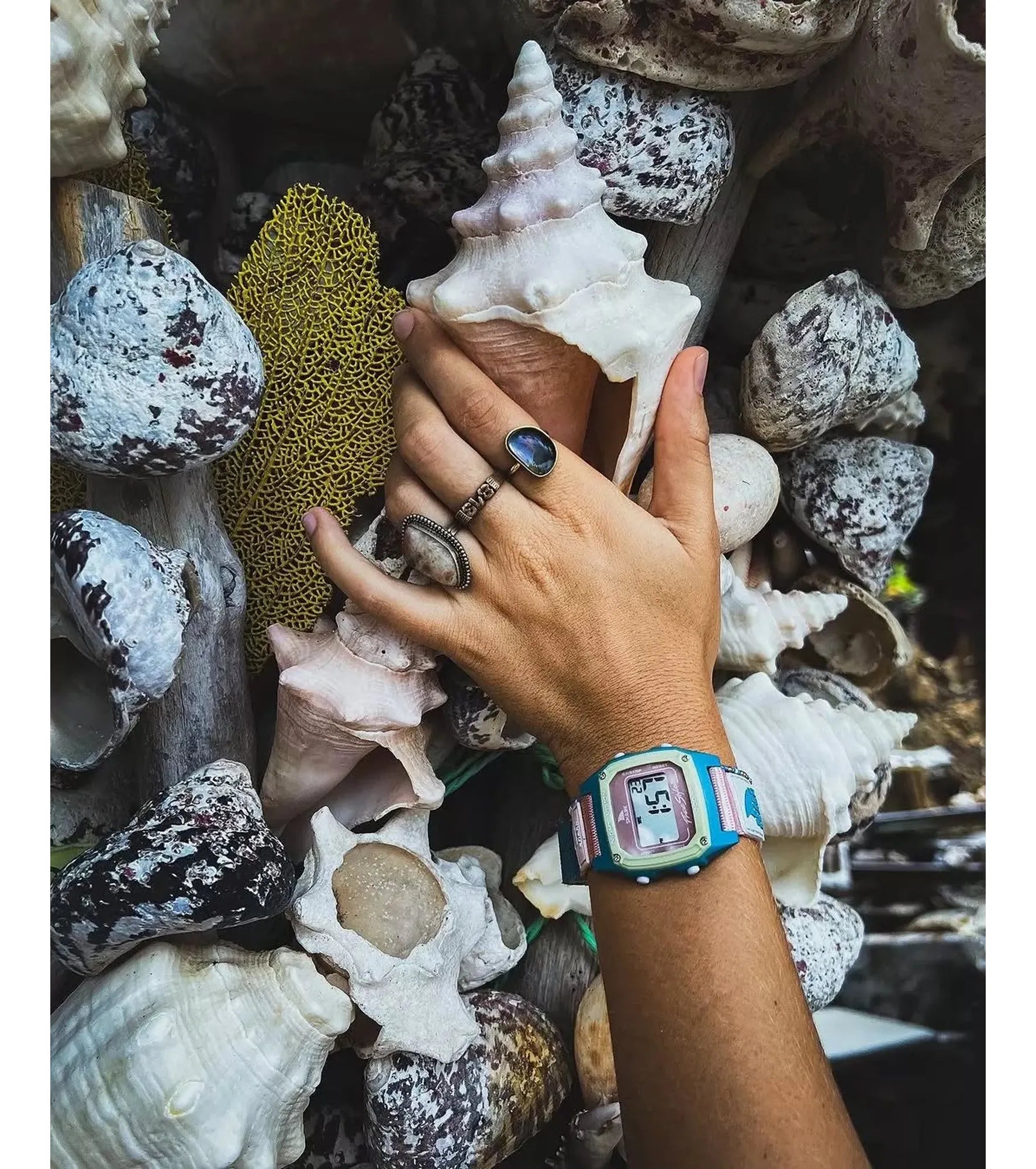 Freestyle - Shark Classic Leash - Cabo - Watch